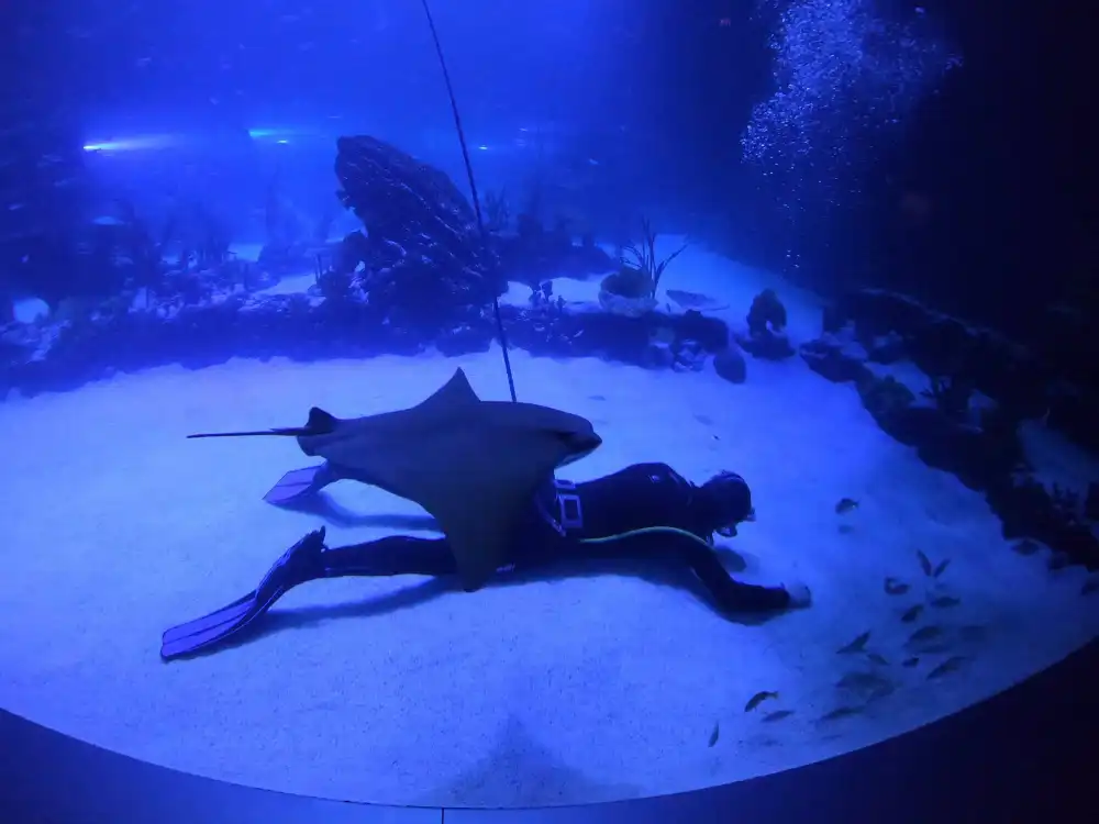 Prácticas en grandes acuarios