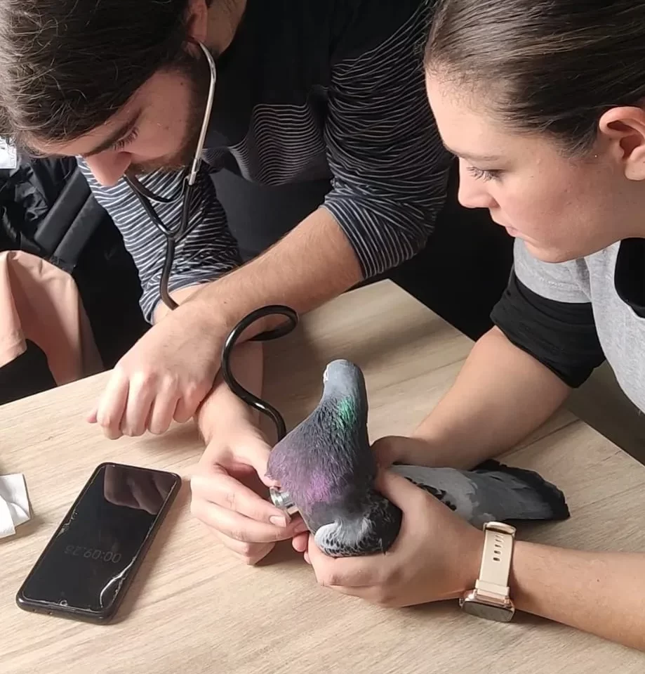 Prácticas de manejor, asistente técnico veterinario