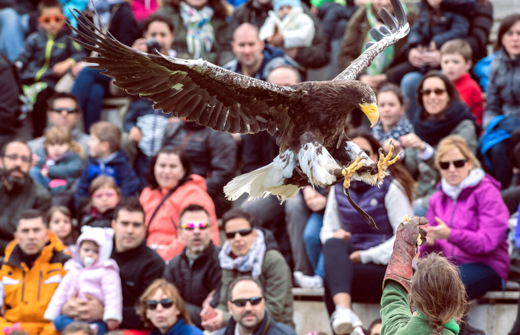 Centro Faunara. Formación especializada en fauna marina