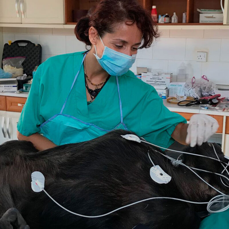 Centro Faunara. Formación especializada en fauna marina