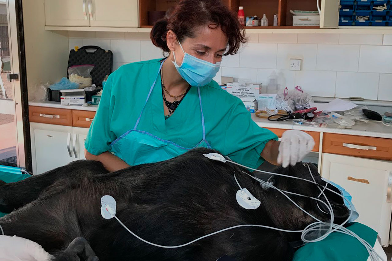 El papel del ATV en acción: lo que realmente hace un asistente veterinario en el día a día