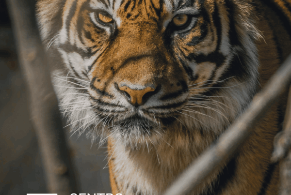 CURSO OFICIAL DE CUIDADOS DE ANIMALES SALVAJES, ZOOLÓGICOS Y ACUARIOS