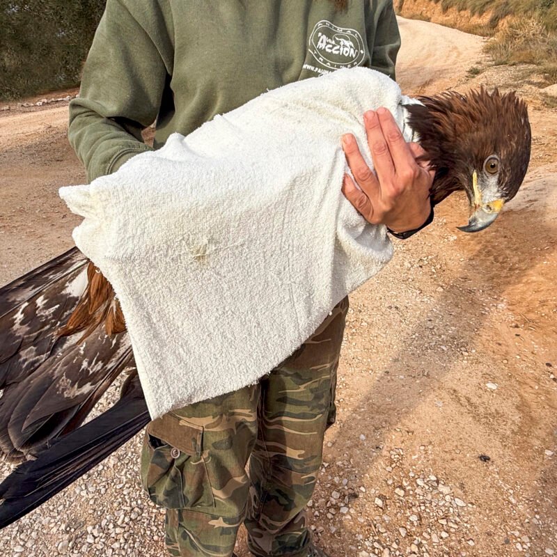 aguila rescatada faunara