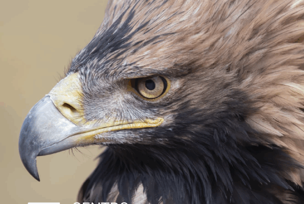 CURSO MANEJO Y RESCATE DE FAUNA AUTÓCTONA