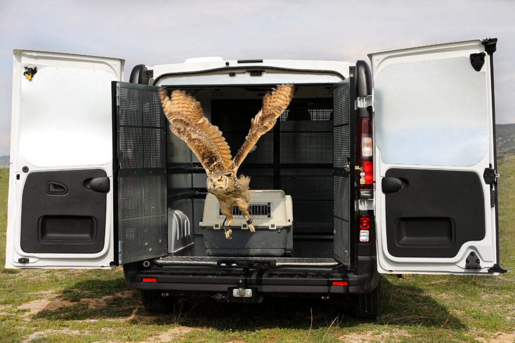 furgoneta para animales con buho