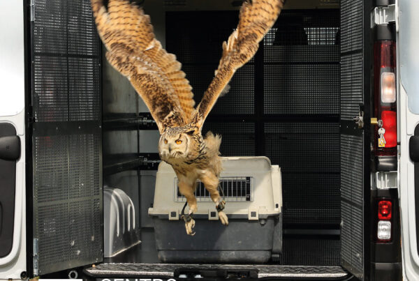 curso de bienestar animal