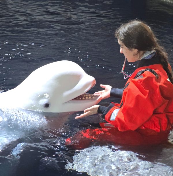 Conoce a Barbara y su apasionante trabajo con las belugas