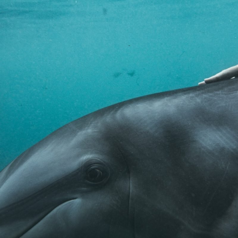 Cómo ser entrenador de delfines, focas u orcas en España