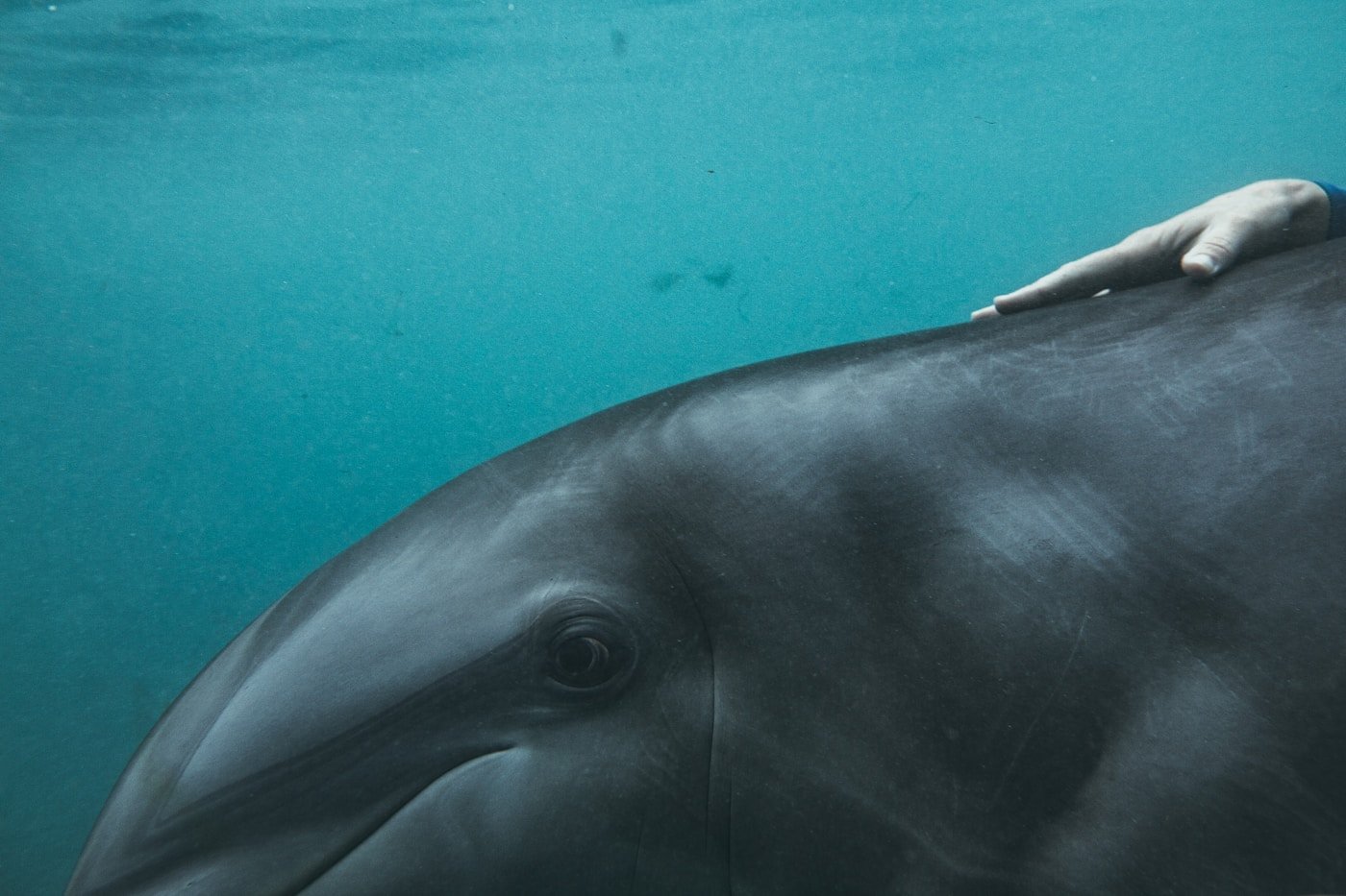 Cómo ser entrenador de delfines, focas u orcas en España
