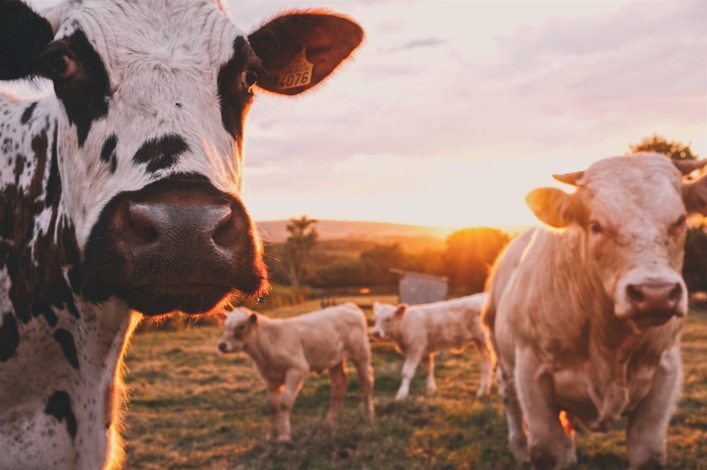 Qué cubre un curso especialista relacionado con animales