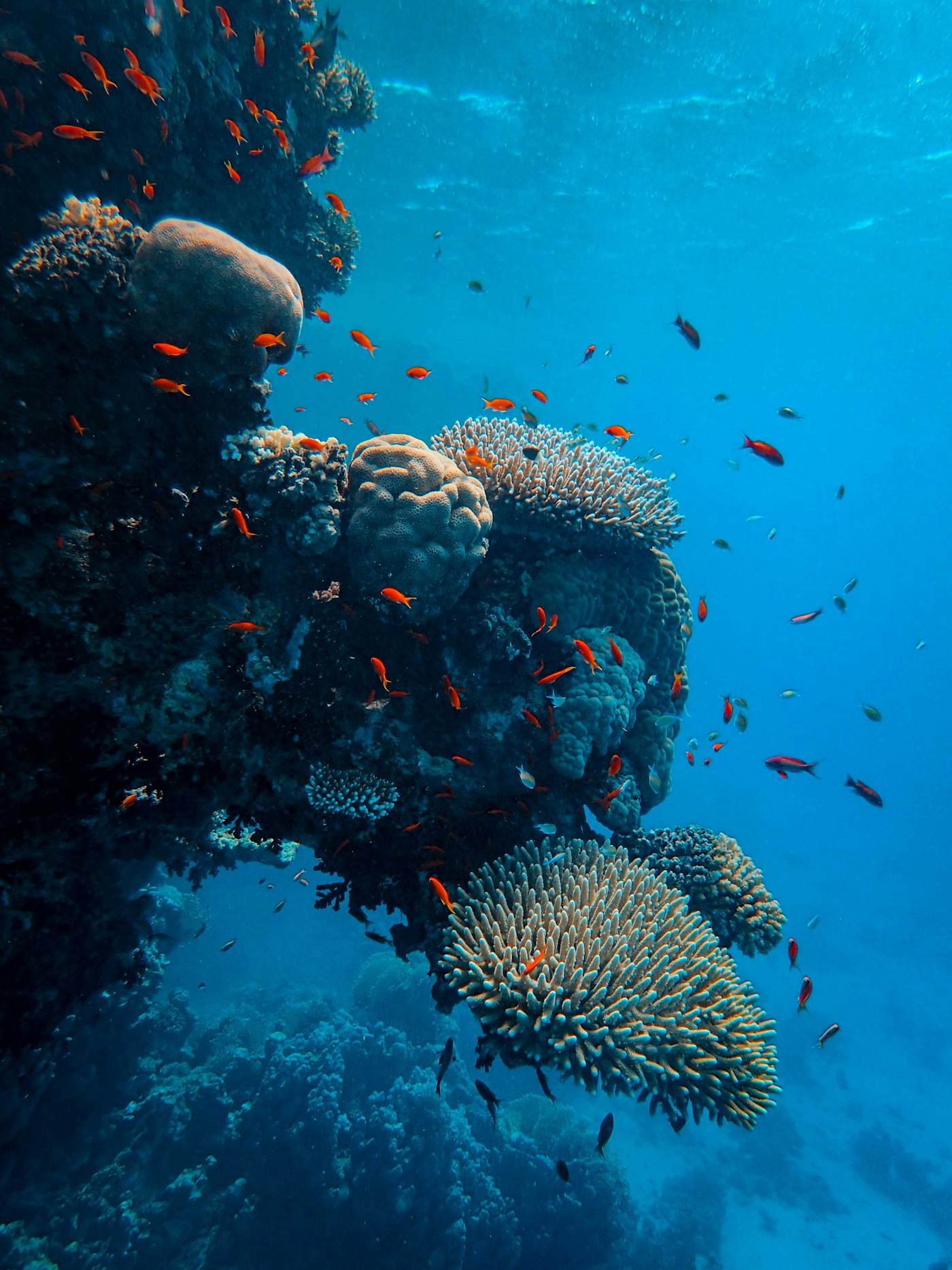 Especies marinas y grandes acuarios dentro de una formación especializada