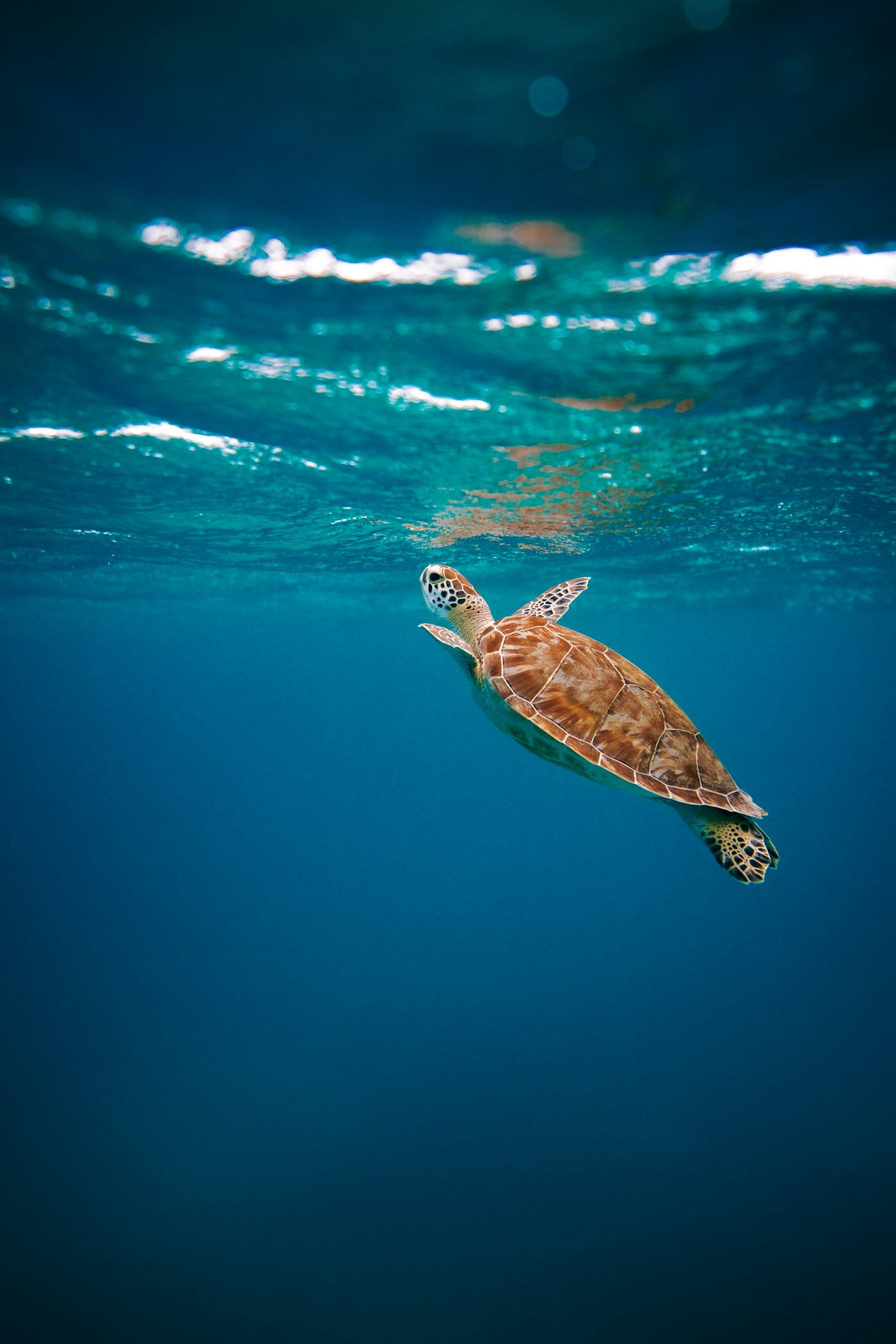 Requisitos físicos y personales para trabajar con fauna marina
