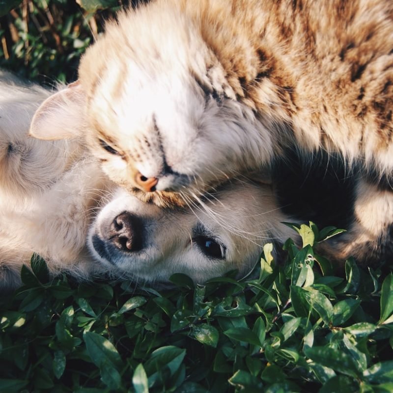 Trabajar con animales sin ser veterinario