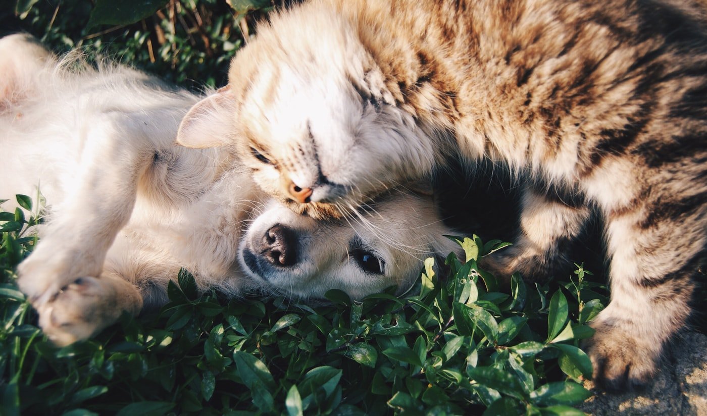 Trabajar con animales sin ser veterinario